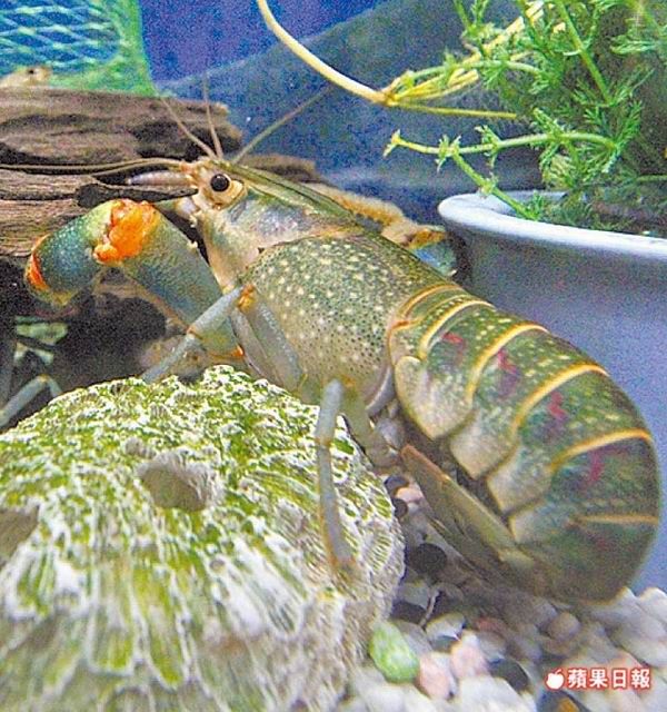澳洲螯蝦鬧蝦瘟 14萬尾死光