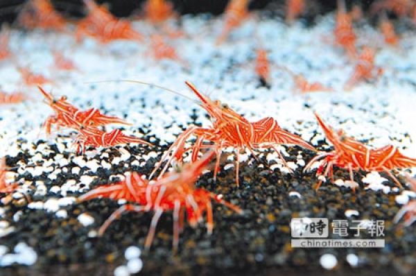 外銷夢幻蝦 每隻喊價1萬5