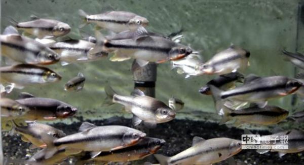 八八風災受困魚種 屏東海生館復育