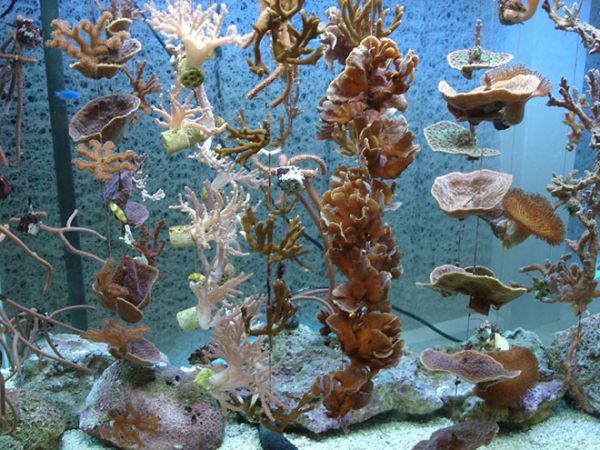 海生館繁殖珊瑚技術 各國取經