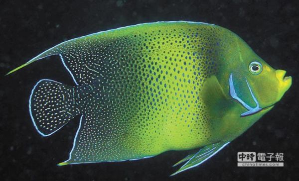 藍紋神仙魚繁殖 海生館技術讚