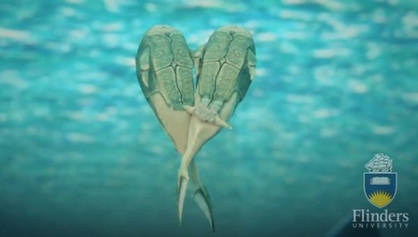 最早性交生物就是它 側面完成體內受精