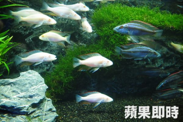 馬面是魚還是馬 最新消息 中華民國水族類商業同業公會