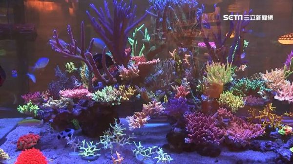 頂級水世界！「奢華系」水族箱　一缸百種珊瑚要價5百萬
